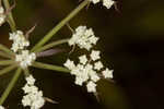 Coastal plain angelica